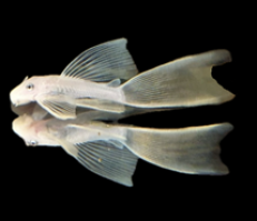 Ancistrus snow white longfin3